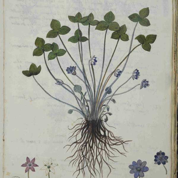 decorative-showing a plant from the Michiel manuscript